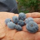 조아농원 이미지