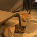 새소리펜션 이미지