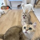 앨리웨이인천 | 인천 도화동 개냥이 고양이 카페:: 부타캣 앨리웨이 인천점