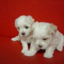 이쁜강아지 이미지