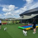 오마이멍멍 이미지