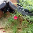 솔잎펜션 이미지