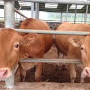 진도축산 이미지