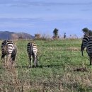 세렝게티 이미지