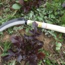 풀잎농장 이미지