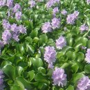 살아있는 수질정화기...부레옥잠 [water hyacinth] 이미지