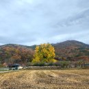 대전1리 주민쉼터 | [청도가볼만한곳] 400년 혹은 1300년 &#39;대전리 은행나무&#39; (11/17 촬영)