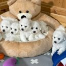 레이지 포 이미지