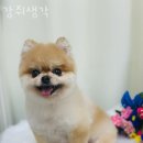 강쥐애견샵 | 세류동 애견샵 강쥐생각 위치.가격.시간.후기