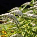 큰까치수염:Gooseneck Loosestrife: Lysimachia clethroides ,Primrose family 이미지