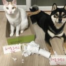 멍이와냥이 이미지