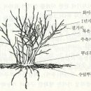 블루베리의 가지치기 요령 이미지