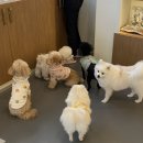 우다다애견 이미지