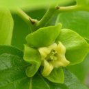 감꽃향기 이미지