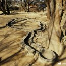 배동삼릉 이미지