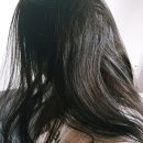 미센스헤어 | 탈모샴푸추천 이유있다. 테라피션 헤어로스 솔루션!