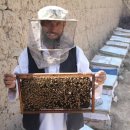 아프가니스탄의 꿀 생산량 증가 이미지