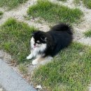 스테이산들펜션 계곡 수영장 단체 가족 | 가평 계곡 펜션 추천 애견동반 가족 단체 수영장 족구장 스테이산들