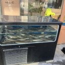 태동장어 이미지