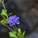 평창들꽃 이미지