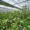 남진만농장 이미지