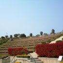 까멜리아 이미지