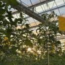 한섬유통 | 「 스마트팜 혁신밸리 8기 」 북대구공판장 새벽 미팅 후기