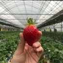 아침이슬농장 | ⭐️가족과 함께하는 특별한 추억, 아침이슬농원에서의 하루!🍓