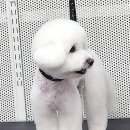 우리애견 | 우리 댕댕이, 이렇게 예뻐도 되나요? 광주 운남동 애견스파 후기