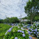 거제수국동산 6.26일 이미지