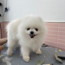 입댕로랑 이미지