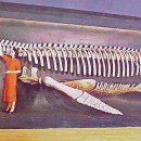 크로노사우루스와 사람의 크기 비교사진 이미지