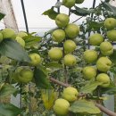 탑골농장 이미지