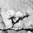 내칠1리 이미지