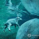 HIPPO 이미지