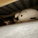 피코크린 이미지