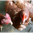 천마리농장 이미지