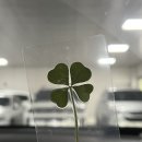 클로버팜약국 이미지