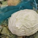 싱싱플러스(주) 이미지