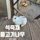 석죽재물고기나무 솔직후기 헤이리마을아기랑 파주아기랑가볼만한곳 파주아기랑카페