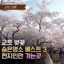 교토 벚꽃 숨은 명소 TOP3 교토부립식물원 가모가와 히라노신사 가는법 명당 꿀팁 정리