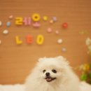 댕댕이 보호구역 이미지