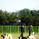 아이엠독 이미지