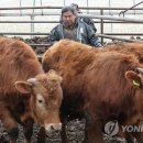 청주 보은 한우 이미지