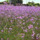 버들농원 이미지