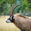 론영양 [Roan antelope (Hippotragus equinus)] 이미지