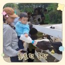 소들목장 | [용인 가볼만한 곳] 서울근교 아기 목장체험 농도원 후기,예약,아쉬운점