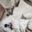 호펫 강아지 고양이 성신여대본점 | 조금 많이 늦은 연말 놀음?같은 일상 블로그 🔥