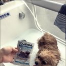 그루밍살롱 이미지