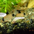 개그스토리 이미지